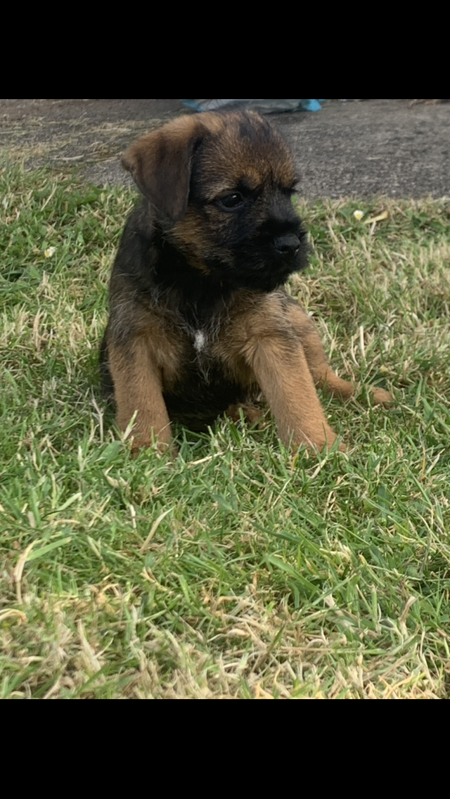 Beautiful Border Terrier