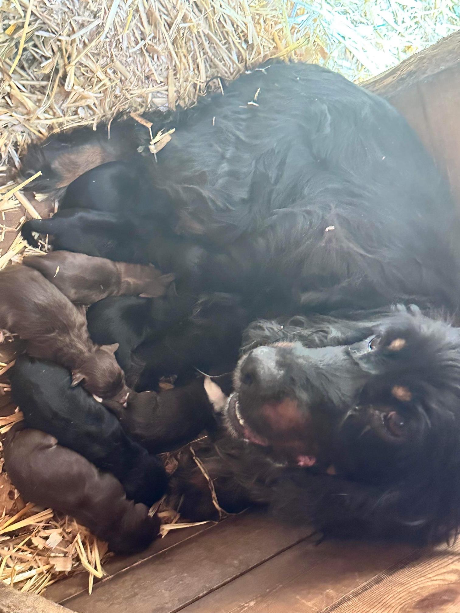 6 beautiful cockapoo pups need a forever home