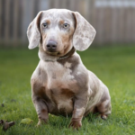 Gorgeous miniature daschunds isabella dapple & tan Gallery Image