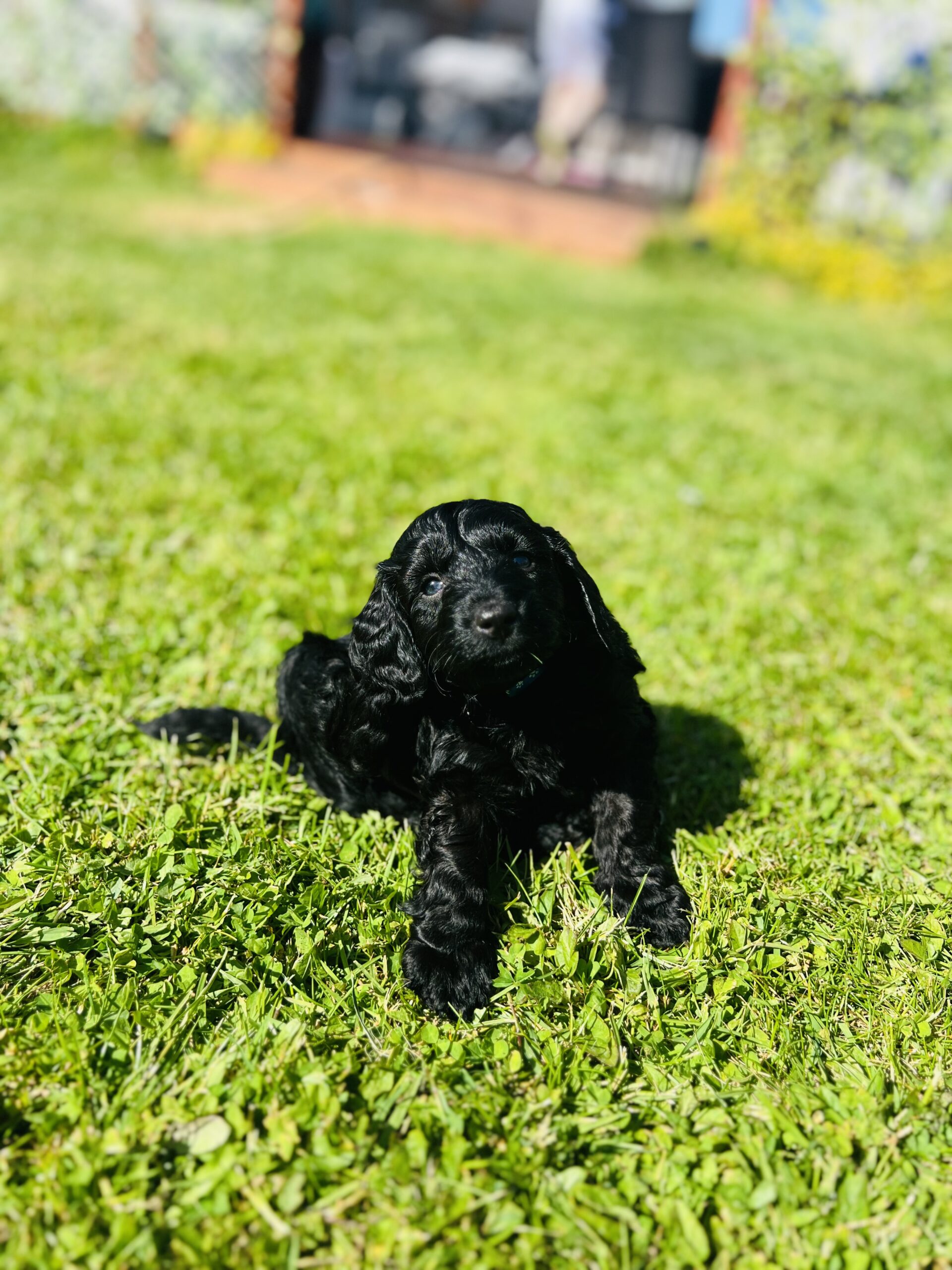 Stunning cockapoo puppies ‼️Ready Now‼️