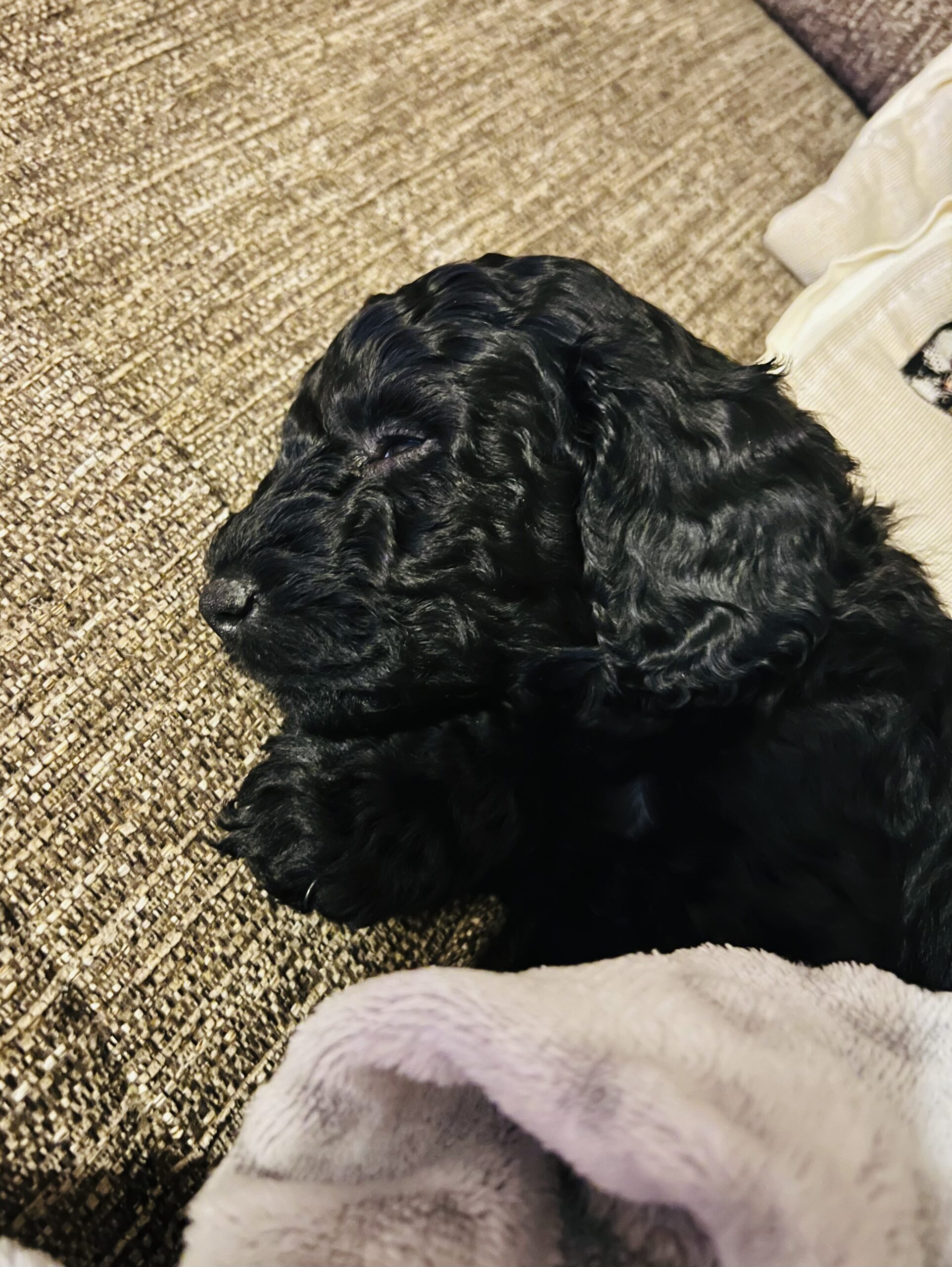 Cockapoo puppies for sale hot sale wirral