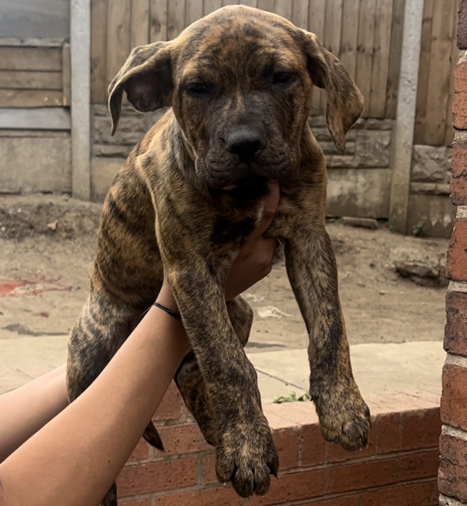 Chunky Presa canario X puppies available