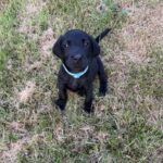 KC Labrador Puppies Gallery Image