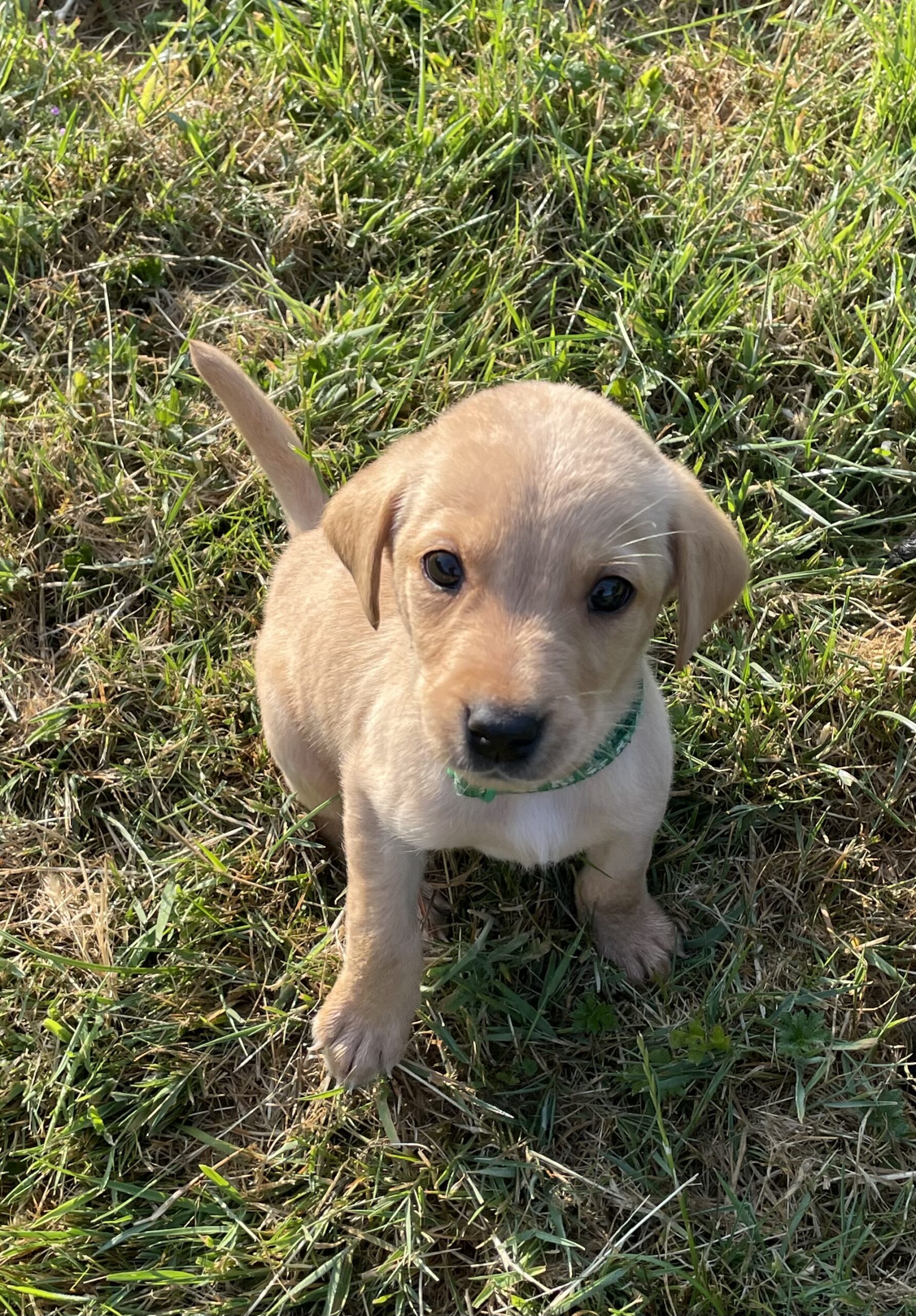 KC Labrador Puppies