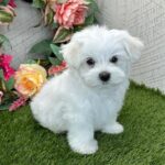 Maltese Puppies for adoption Gallery Image