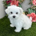 Maltese Puppies for adoption Gallery Image