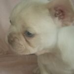 Beautiful KC Registered Rojo Babies Gallery Image