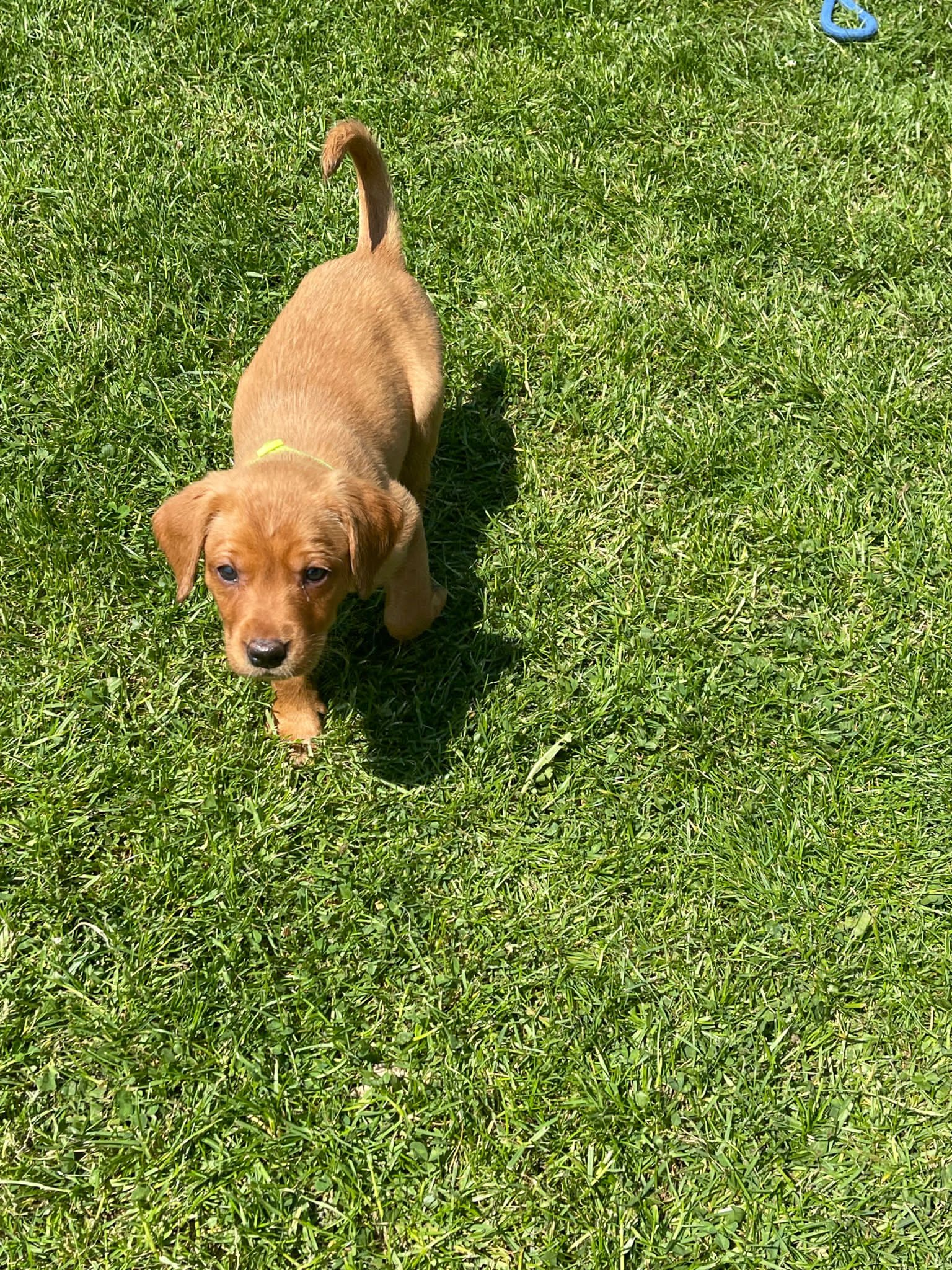 Kc registered labrador retrievers (fox red in colour)