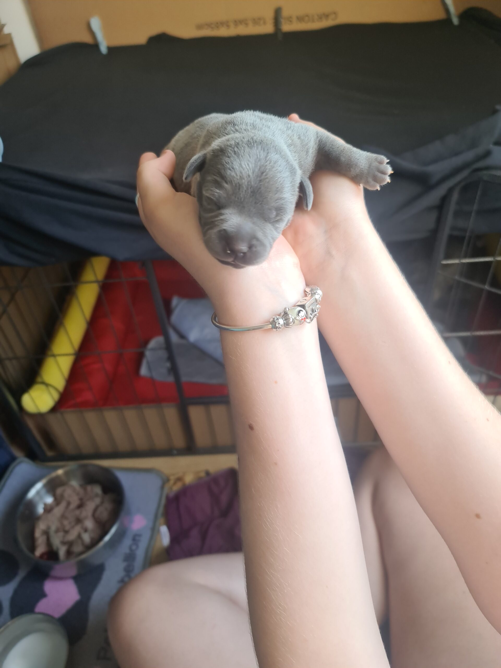 Very handsome chucky blue Staffordshire Bull Terriers