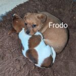 **1 BEAUTIFUL JACK RUSSELL PUPPY LEFT FOR SALE** Gallery Image