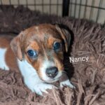 **1 BEAUTIFUL JACK RUSSELL PUPPY LEFT FOR SALE** Gallery Image