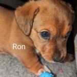 **1 BEAUTIFUL JACK RUSSELL PUPPY LEFT FOR SALE** Gallery Image