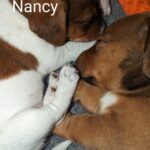 **1 BEAUTIFUL JACK RUSSELL PUPPY LEFT FOR SALE** Gallery Image