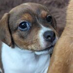 **1 BEAUTIFUL JACK RUSSELL PUPPY LEFT FOR SALE** Gallery Image