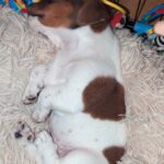 **1 BEAUTIFUL JACK RUSSELL PUPPY LEFT FOR SALE** Gallery Image