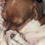 **1 BEAUTIFUL JACK RUSSELL PUPPY LEFT FOR SALE** Gallery Image