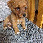 **1 BEAUTIFUL JACK RUSSELL PUPPY LEFT FOR SALE** Gallery Image