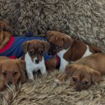 **1 BEAUTIFUL JACK RUSSELL PUPPY LEFT FOR SALE** Gallery Image