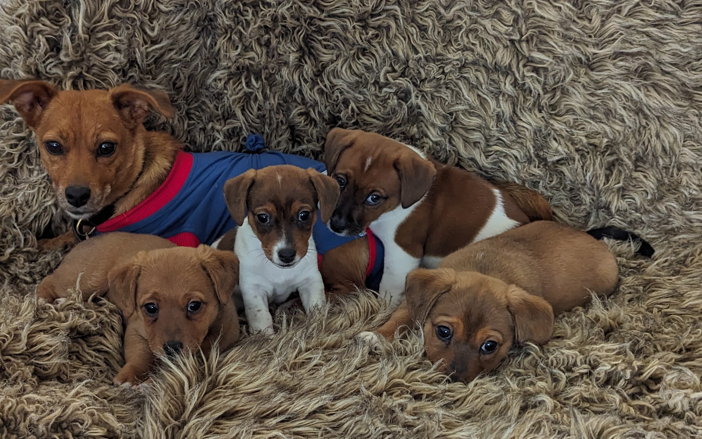 **1 BEAUTIFUL JACK RUSSELL PUPPY LEFT FOR SALE**