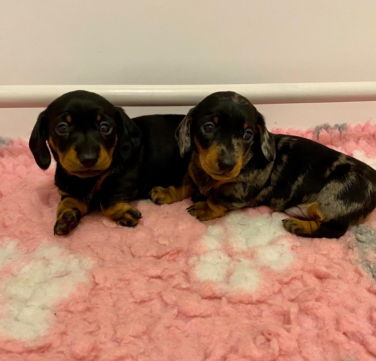 Beautiful kc reg miniature dachshunds