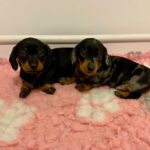 Beautiful kc reg miniature dachshunds Gallery Image