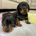 Beautiful kc reg miniature dachshunds Gallery Image