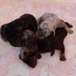 Beautiful Miniature Dachsunds Gallery Image