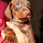 Kc Standard dachshunds Gallery Image