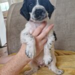 Sprocker Spaniel Puppies Gallery Image