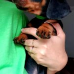 Kc Standard dachshunds Gallery Image