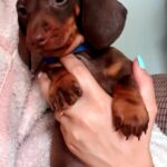 Kc Standard dachshunds Gallery Image