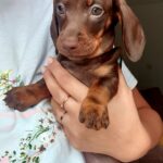 Kc Standard dachshunds Gallery Image