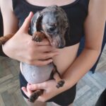 Beautiful Miniature Dachsunds Gallery Image