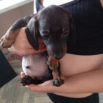 Beautiful Miniature Dachsunds Gallery Image