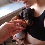 Beautiful Miniature Dachsunds Gallery Image