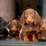 Kc Standard dachshunds Gallery Image