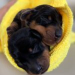 Beautiful kc reg miniature dachshunds Gallery Image