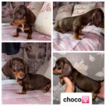 MINIATURE DACHSHUNDS FOR SALE Gallery Image