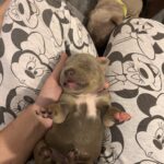 Beautiful xl bully puppies Gallery Image