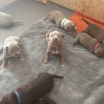 Beautiful xl bully puppies Gallery Image