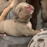 Beautiful xl bully puppies Gallery Image