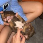 Beautiful xl bully puppies Gallery Image