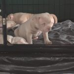 Lilac and lilac merle pocket bully puppies Gallery Image