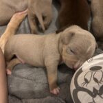 Beautiful xl bully puppies Gallery Image