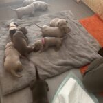 Beautiful xl bully puppies Gallery Image