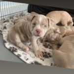 Lilac and lilac merle pocket bully puppies Gallery Image