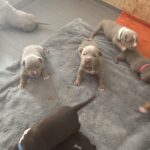 Beautiful xl bully puppies Gallery Image