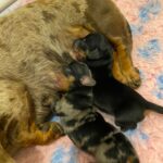 Beautiful kc reg miniature dachshunds Gallery Image