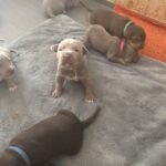 Beautiful xl bully puppies Gallery Image