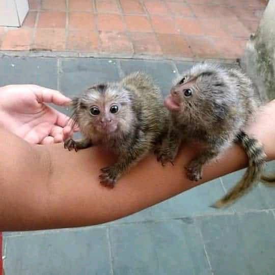 Marmoset and capuchin monkeys